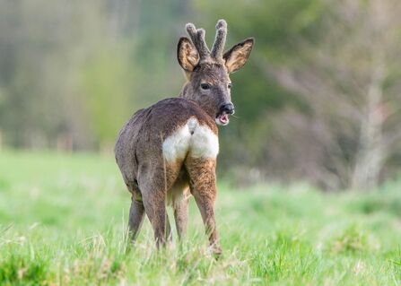 A young roe buck stood amongst grasses looking back towards the camera