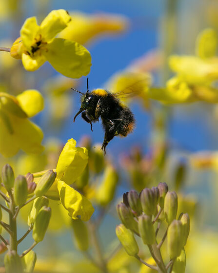 Bumblebee surrounded by yellow flowers