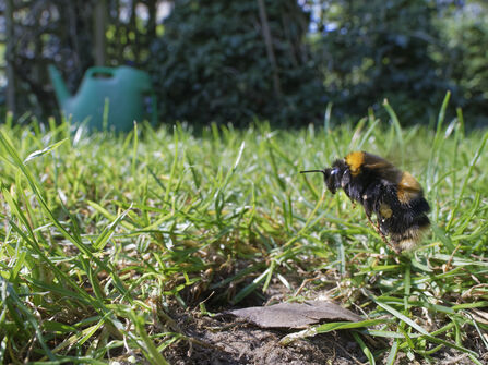 Buff-tailed bumblebee (Bombus terrestris) queen about to land at the entrance to her nest burrow in a garden lawn with full pollen sacs to provision her grubs, future workers for her colony