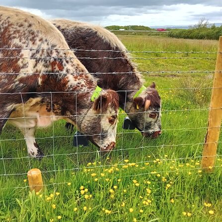 Two brown and white cows in a field