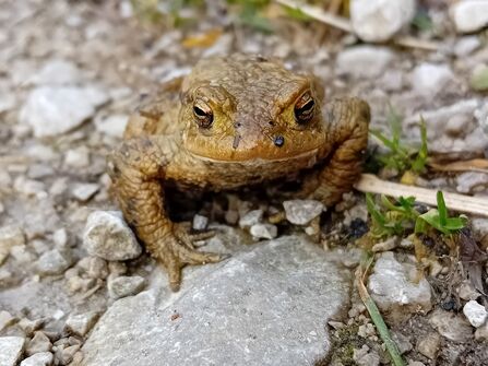 Close up photo of a common toad