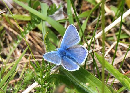 Blue butterfly on green grass