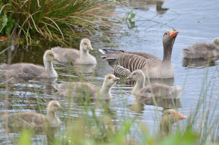 Greylag geese 