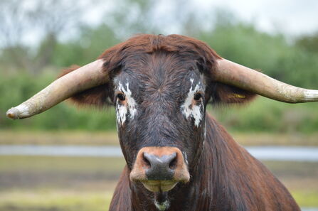 Lunt Meadows cattle 