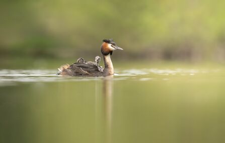 A great crested grebe swimming with chicks on her back