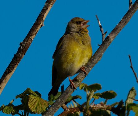 Greenfinch at Lunt Meadows Credit Nathan Wilde