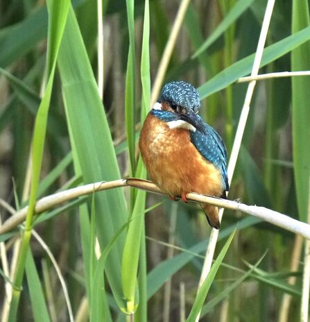 Kingfisher at Lunt Meadows Credit Kevin Hall
