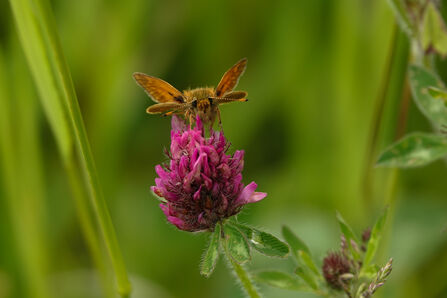 Small brown butterfly on a purple clover flower