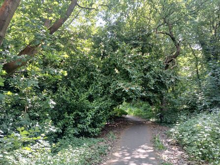 Large green laurel bushes overtaking trees at Gib Lane Woods