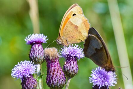Two brown butterflies on purple thistles