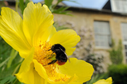 Queen Red-tailed bumblebee (Bombus lapidarius) feeding on Yellow tree peony (Paeonia ludlowii) flower