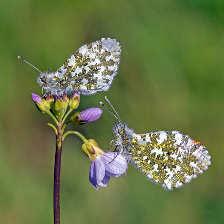 Two butterflies with white, green and yellow speckled underwings on a purple flower