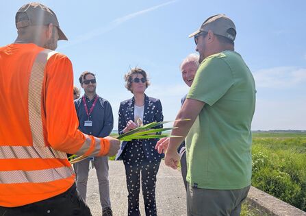 Five people standing an chatting on a bright sunny day, one is holding a bulrush head
