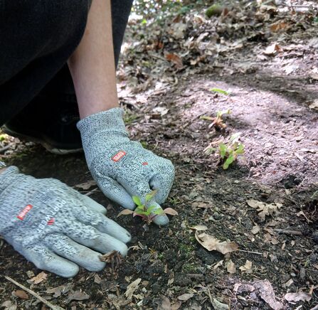 Close up on hands wearing blue gloves planting a small green seedling
