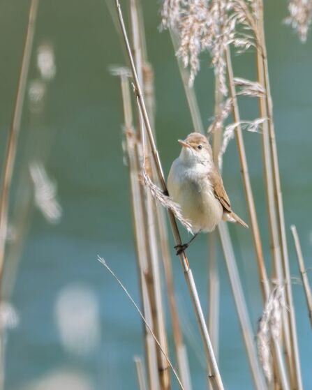 Reed warbler at Brockholes Credit Steve Brayne Photography