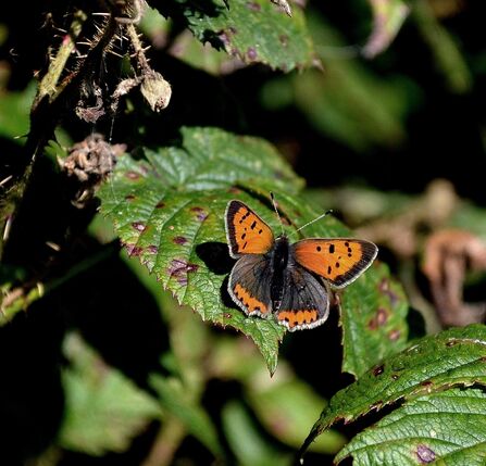 A butterfly with orange and brown wings on a green leaf