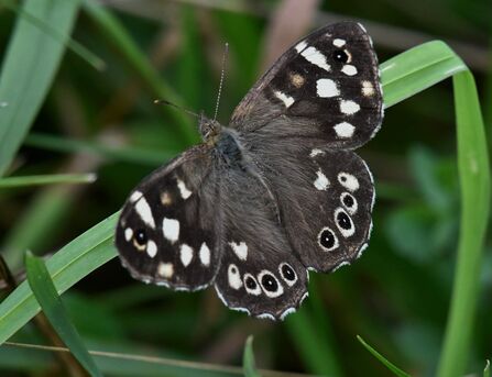 Black butterfly with white spots on its wings