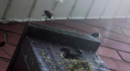 Tree bumblebees using a bird nest box mounted on a brick wall