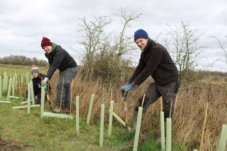 3 people planting a hedgerow