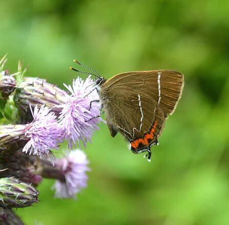 A butterfly with brown wings and an orange stripe
