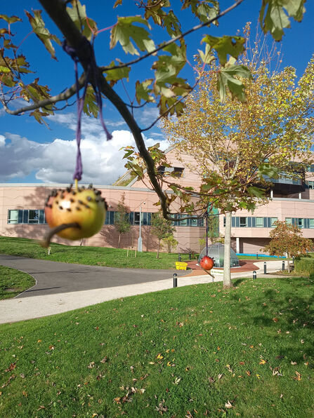 Bird feeder hanging in front of Alderhey