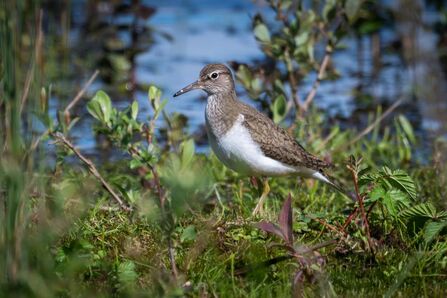 Common sandpiper at Brockholes Credit Steve Brayne Photography