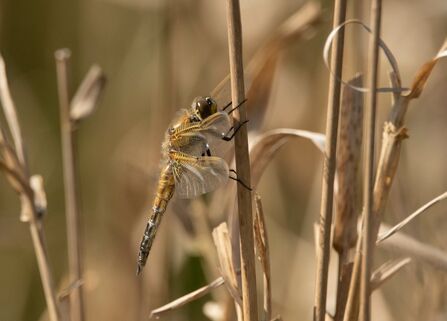 Four-spot chaser at Heysham Credit Janet Packham