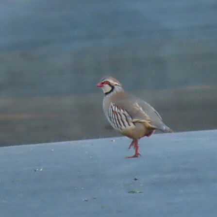 Grey partridge at Chat Moss Credit Kevin Bradshaw