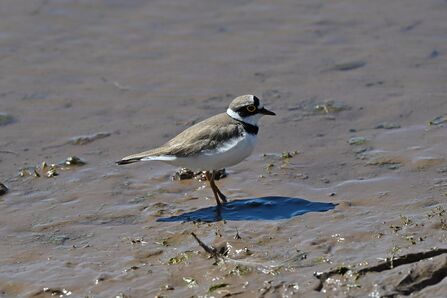Little ringed plover at Seaforth Credit Tom McKibbin