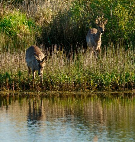 Roe deer at Lunt Meadows Credit Nathan Wilde
