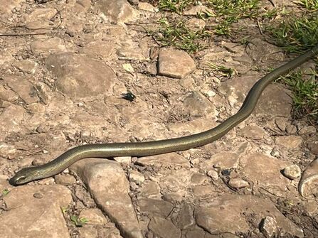Slow worm at Warton Crag Credit Bryan Jones