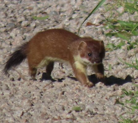 Stoat at Chat Moss Credit Kevin Bradshaw