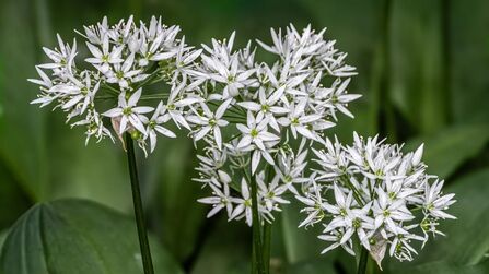 Wild garlic at Heysham Credit Keith