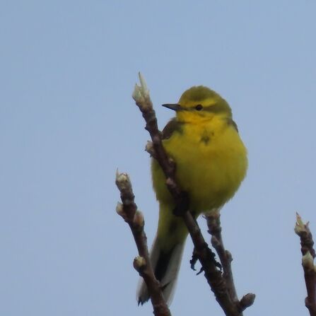 Yellow wagtail Credit Kevin Bradshaw