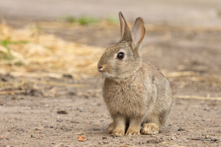 A close-up of a bunny on the ground