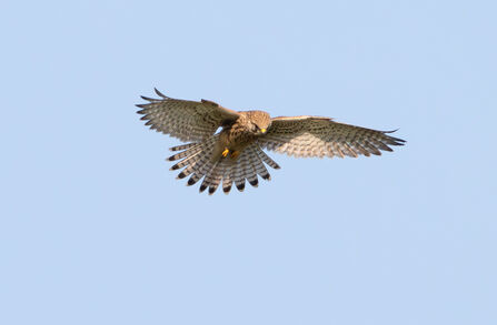 Kestrel in flight