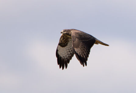 Common buzzard in flight 