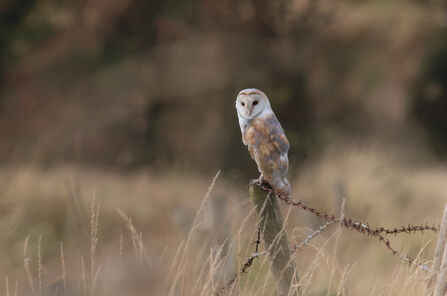 A barn owl perched on a wooden stump