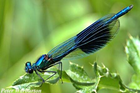 A banded demoiselle damselfly resting on a leaf