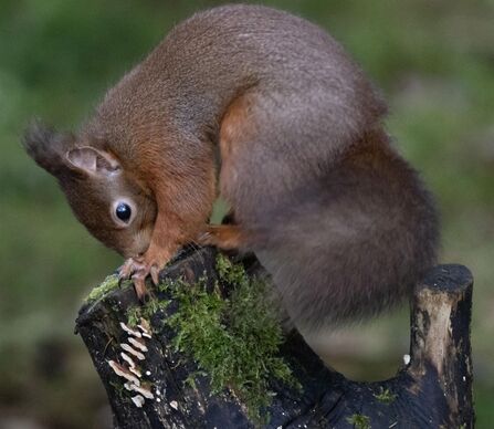 A red squirrel on a tree stump