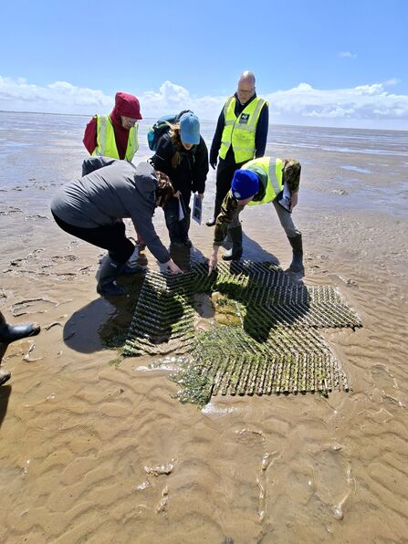 A group of volunteers on the beach Trialling biodegradable mats made from potato starch (Bese Grids) to kick start saltmarsh restoration. Volunteers can be seen surveying the grids at Fylde, Lancashire.