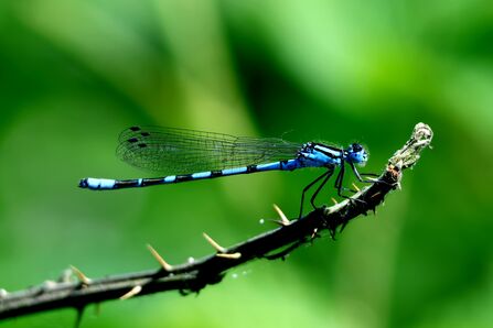 A common blue damselfly resting on a thorny branch