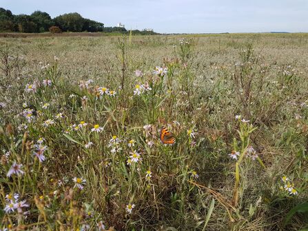  Sea aster in bloom attracts a painted lady butterfly at Wyre Country Park saltmarsh. Credit Our Future Coast