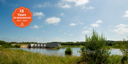 A landscape view of Brockholes with an badger '15 Years of Brockholes, 2011-2026