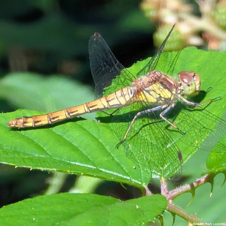 Common darter at Mere Sands Wood Credit Mark Lazenby