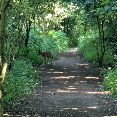 Deer at Mere Sands Wood Credit Sophie Cartwright