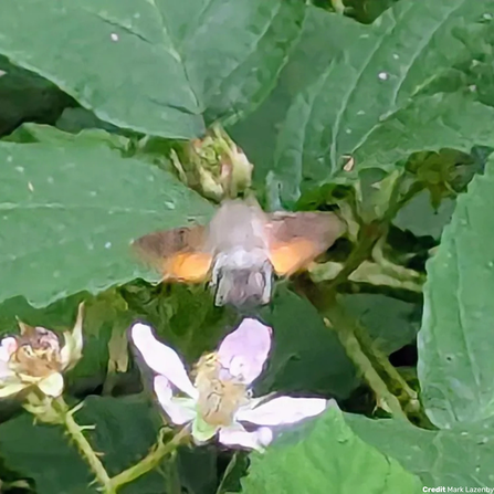 Hummingbird Hawk Moth at Mere Sands Wood Credit Mark Lazenby