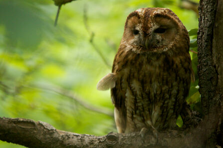 Tawny Owl Credit Tom Hibbert