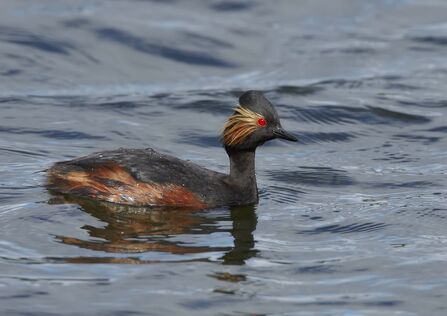 Black-necked grebe at Brockholes Credit Richard Steel
