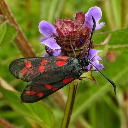 Burnet moth Credit Keith Stanley